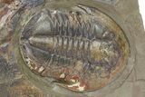 Beautiful, Large, Double Asaphid Trilobite Plate - Fezouata Formation #322389-3